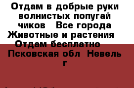 Отдам в добрые руки волнистых попугай.чиков - Все города Животные и растения » Отдам бесплатно   . Псковская обл.,Невель г.